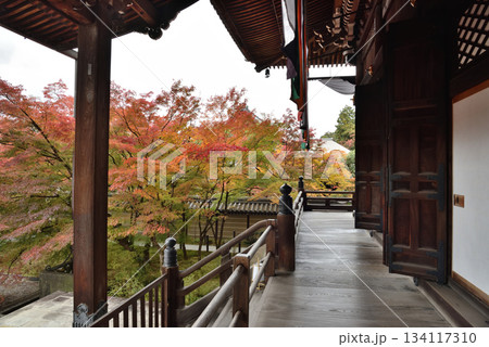 秋の永観堂禅林寺 御影堂とモミジ(京都市左京区) 秋の永観堂禅林寺 御影堂とモミジ(京都市左京区) 134117310