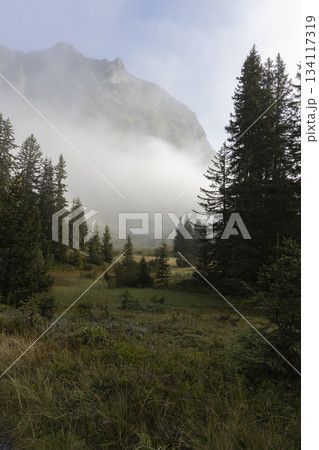 View of fog among trees near Wiegensee in Gaschurn, Montafon, Vorarlberg, Austria during morning hours View of fog among trees near Wiegensee in Gaschurn, Montafon, Vorarlberg, Austria during morning hours 134117319