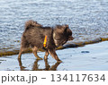 Black Pomeranian dog puppy Walking on Beach Shore Dog Adventure Photography Black Pomeranian dog puppy Walking on Beach Shore Dog Adventure Photography 134117634