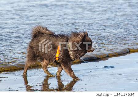 Black Pomeranian dog puppy Walking on Beach Shore Dog Adventure Photography Black Pomeranian dog puppy Walking on Beach Shore Dog Adventure Photography 134117634