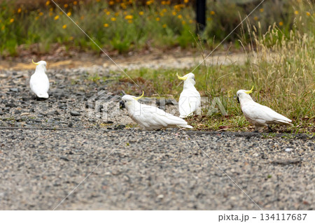 A group of Sulphur Crested Cockatoos walking on the ground looking for food A group of Sulphur Crested Cockatoos walking on the ground looking for food 134117687