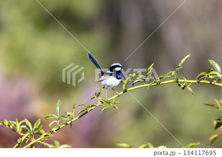 A male Superb Fairy Wren bird standing on a plant branch in a domestic garden A male Superb Fairy Wren bird standing on a plant branch in a domestic garden 134117695
