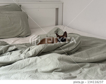 Siamese cat resting on bed among blankets. Soft home atmosphere, comfort, calm moment and warm pet presence indoors 134118237