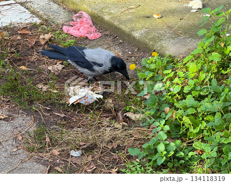 Hooded crow searching for food outdoors. Wildlife, survival, autumn nature and urban coexistence in a city environment Hooded crow searching for food outdoors. Wildlife, survival, autumn nature and urban coexistence in a city environment 134118319