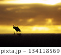 サンセットに浮かぶ小さな生命の影 134118569