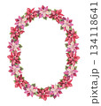 Lush Christmas wreath of pink and red poinsettia flowers in the oval shape. Hand painted watercolor create a traditional winter mood. Perfect for festive frame template and greeting card design. 134118641