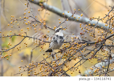 秋の森のツグミ 秋の森のツグミ 134118741