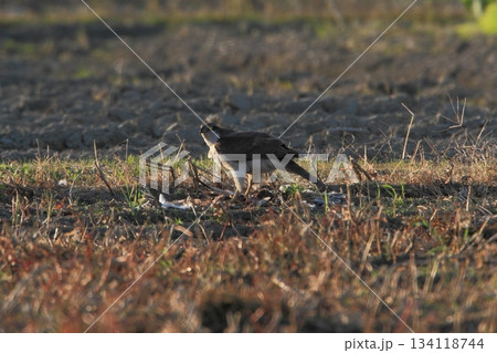 獲物を捕らえたオオタカ 134118744
