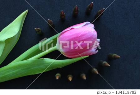 Bullets Lines Around Pink Flower On Black Silk Velvet Upholstery. Conceptual Stock Photo For Military Honor Illustration Bullets Lines Around Pink Flower On Black Silk Velvet Upholstery. Conceptual Stock Photo For Military Honor Illustration 134118782