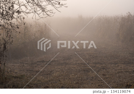 朝霧の中の葦原の道 134119074