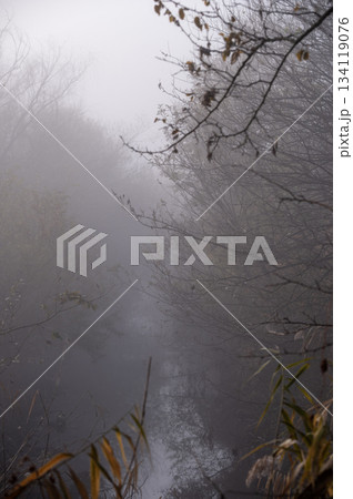 霧が立ち込める渡良瀬遊水地の小川 134119076