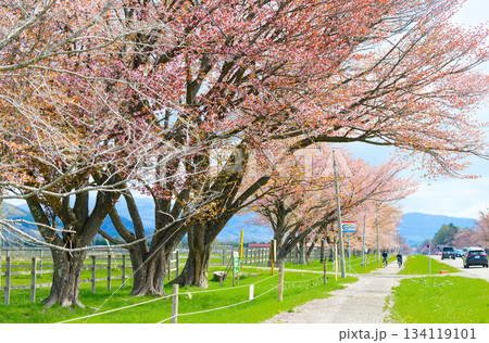 二十間道路の桜 134119101