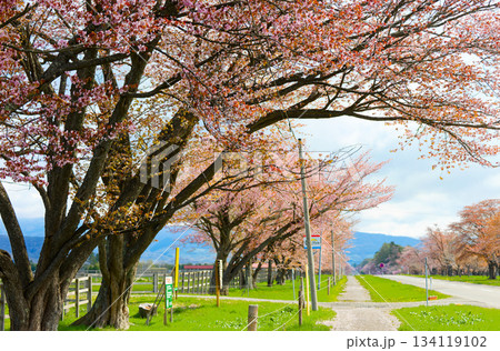 二十間道路の桜 134119102