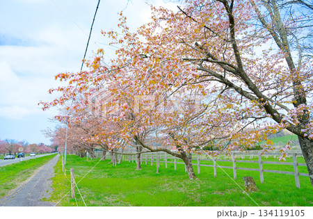 二十間道路の桜 134119105