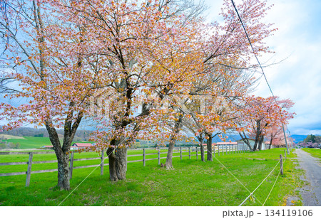二十間道路の桜 134119106