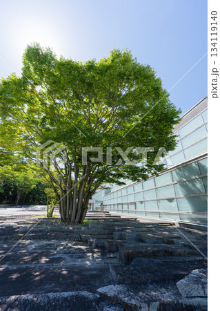 郡山市立美術館の樹木とガラス外壁 郡山市立美術館の樹木とガラス外壁 134119140