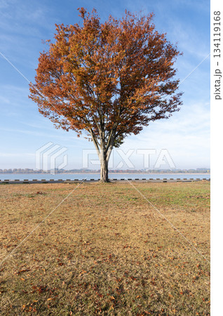 青空と谷中湖畔の紅葉した孤木 134119168