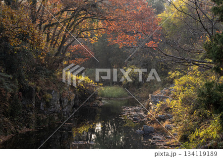 紅葉と岩肌が彩る嵐山渓谷を静かに流れる槻川 134119189