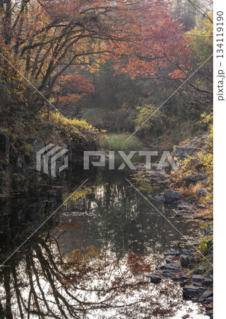 紅葉と岩肌が彩る嵐山渓谷を静かに流れる槻川 紅葉と岩肌が彩る嵐山渓谷を静かに流れる槻川 134119190