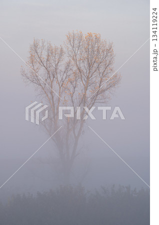 薄明の霧中に浮かび上がる渡良瀬遊水地の孤木 134119224