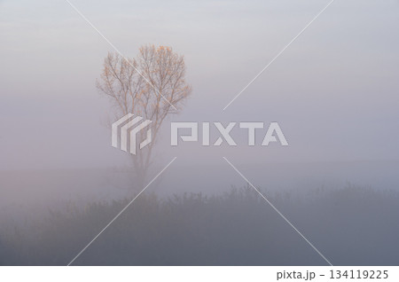 薄明の霧中に浮かび上がる渡良瀬遊水地の孤木 134119225