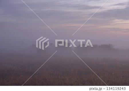 暁霧の彼方に浮かび上がる葦原 暁霧の彼方に浮かび上がる葦原 134119243