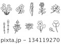 春の草花を集めたモノクロ線画イラストセット 134119270