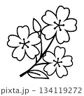桜の花を描いたシンプルなモノクロイラスト 134119272