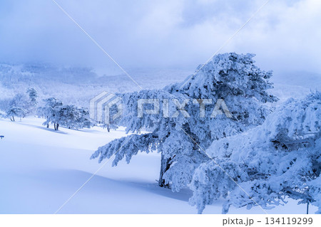 【冬素材】白銀の霧氷の風景【長野県】 134119299