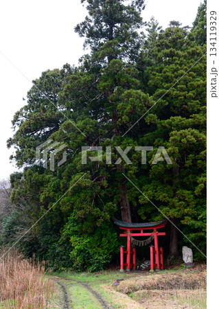 森の中にある鳥居 134119329