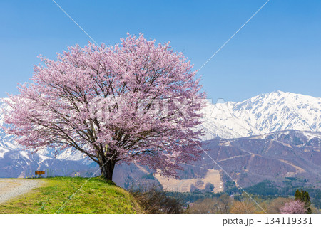 春の長野県白馬村　桜の名所　野平の一本桜 134119331