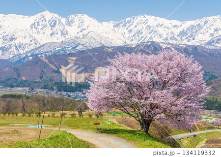 春の長野県白馬村 桜の名所 野平の一本桜と白馬三山 春の長野県白馬村 桜の名所 野平の一本桜と白馬三山 134119332