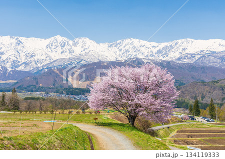 春の長野県白馬村 桜の名所 野平の一本桜と白馬三山 春の長野県白馬村 桜の名所 野平の一本桜と白馬三山 134119333