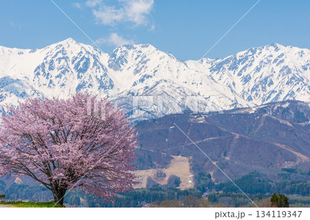 春の長野県白馬村 桜の名所 野平の一本桜と白馬三山 春の長野県白馬村 桜の名所 野平の一本桜と白馬三山 134119347