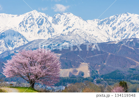 春の長野県白馬村 桜の名所 野平の一本桜と白馬三山 春の長野県白馬村 桜の名所 野平の一本桜と白馬三山 134119348