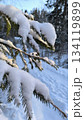Close up of a snow covered spruce branch with sunlight and forest on background 134119899