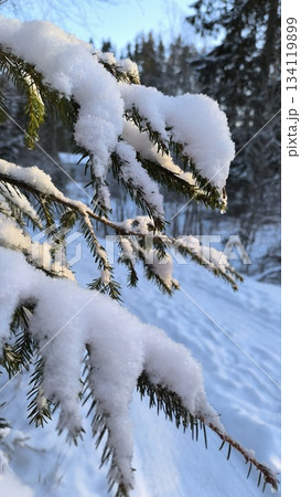 Close up of a snow covered spruce branch with sunlight and forest on background Close up of a snow covered spruce branch with sunlight and forest on background 134119899