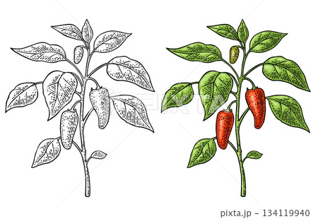 Branch of jalapeno plant with leaf and pepper. Vintage engraving Branch of jalapeno plant with leaf and pepper. Vintage engraving 134119940