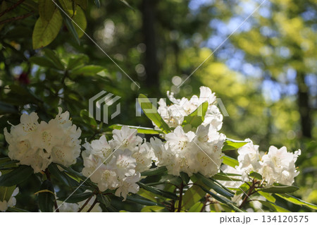 シャクナゲ寺福成寺のシャクナゲの花 134120575