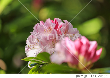 シャクナゲ寺福成寺のシャクナゲの花 134120582