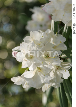シャクナゲ寺福成寺のシャクナゲの花 シャクナゲ寺福成寺のシャクナゲの花 134120604