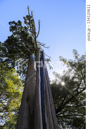 シャクナゲ寺福成寺の御神木 134120611