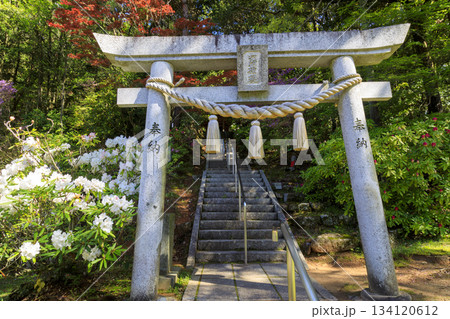 シャクナゲ寺福成寺のシャクナゲの花 134120612