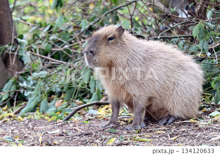 カピバラ 134120633