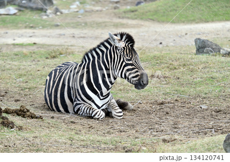 シマウマのいる風景 シマウマのいる風景 134120741