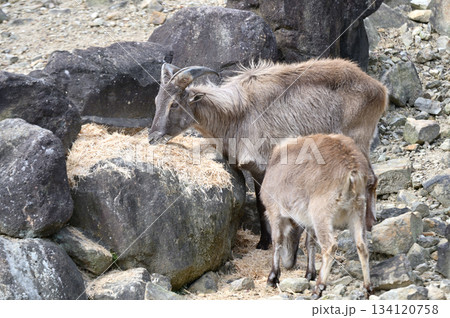 草を食べるヒマラヤタール 134120758
