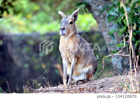 可愛いマーラ 可愛いマーラ 134120870