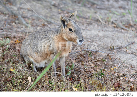 可愛いマーラ 可愛いマーラ 134120873