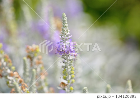 爽やか　トウテイランの花 134120895