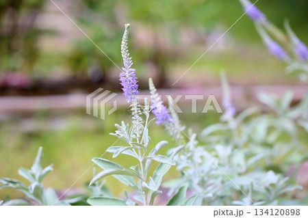 爽やか トウテイランの花 爽やか トウテイランの花 134120898